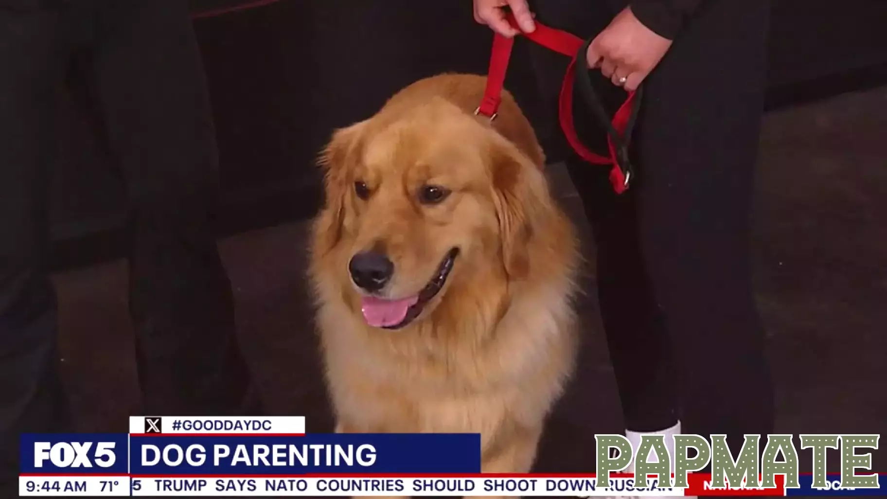 Celebrating National Dog Week: The Joys of Dog Parenting