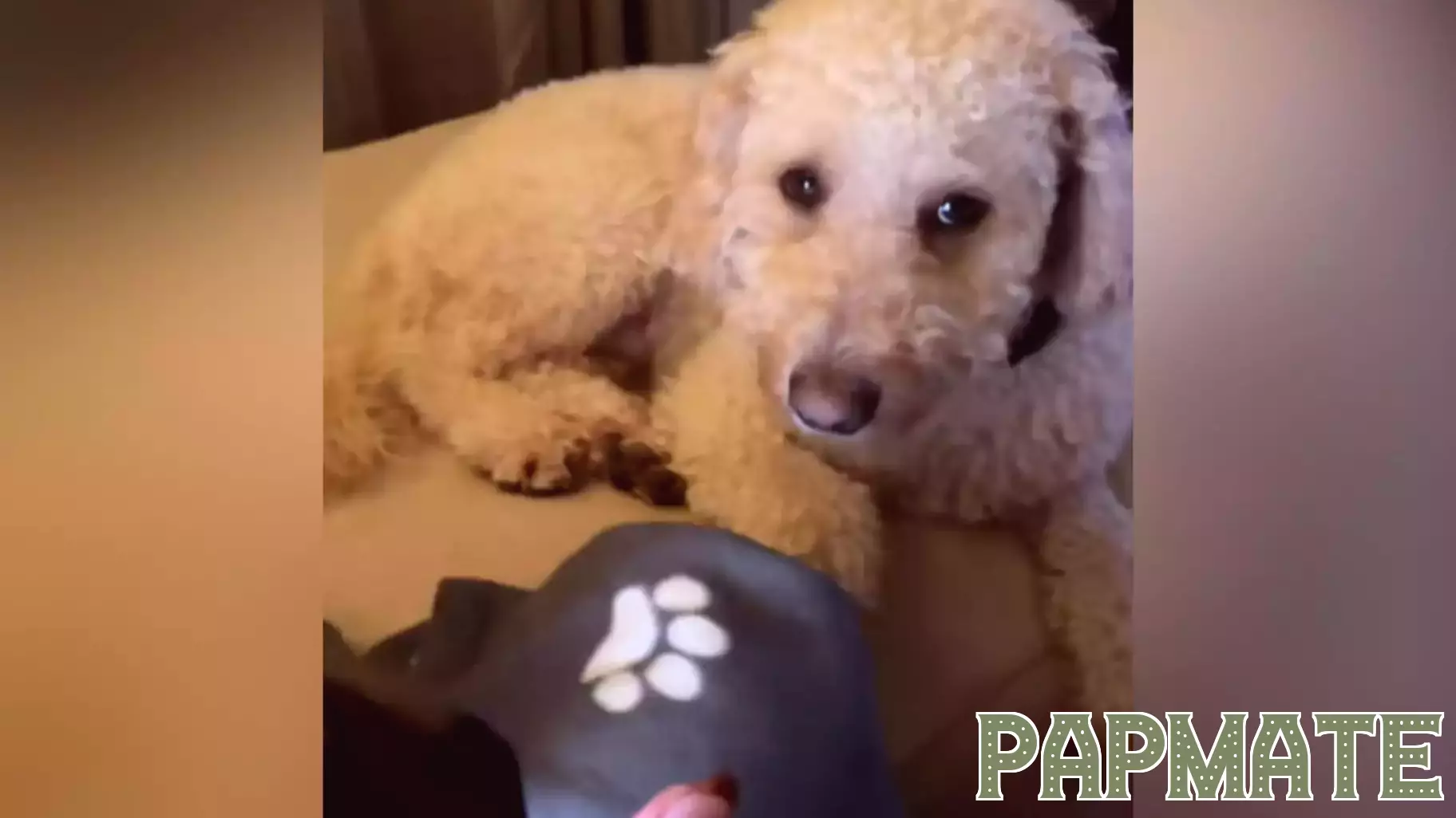 Owner Shares Hilarious Evidence of Dog's Dramatic Behavior