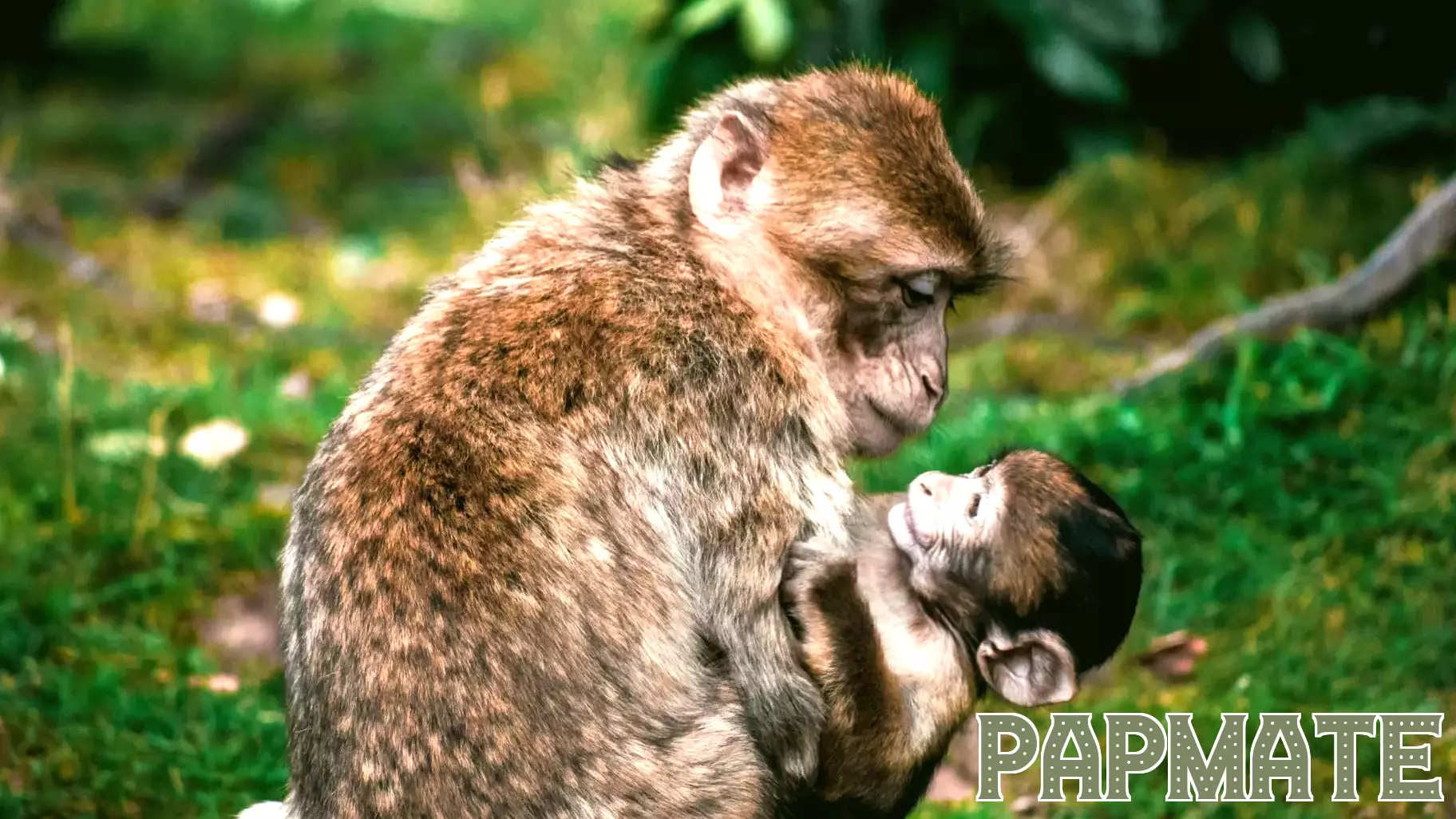 The way primates parent their young shows how strict labels like parenting styles miss the mark
