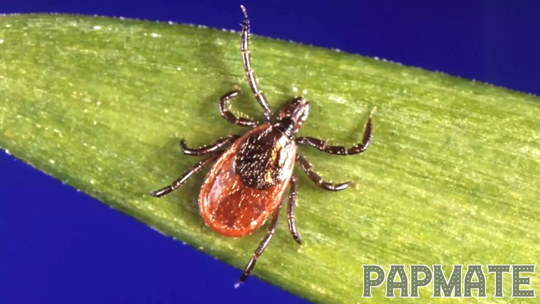 Tick Bite Surge Prompts Urgent Safety Reminders as ER Visits Hit Multi-Year Highs
