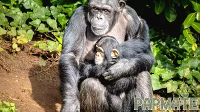 Insights from Wild Chimpanzees on Parenting Styles