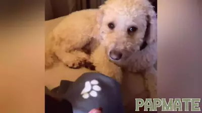 Owner Shares Hilarious Evidence of Dog's Dramatic Behavior