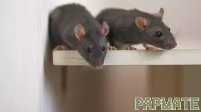 Study of male mice could offer answers about differing parenting styles