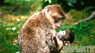 The way primates parent their young shows how strict labels like parenting styles miss the mark