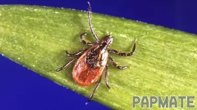 Tick Bite Surge Prompts Urgent Safety Reminders as ER Visits Hit Multi-Year Highs