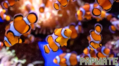 Unveiling the Unexpected: Fascinating Mating and Parenting Habits in the Animal Kingdom